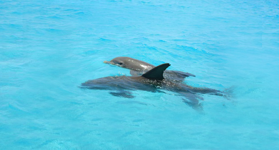 Key West Dolphin Watch & Snorkel Image 2