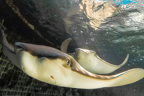 Key West Aquarium Image 8