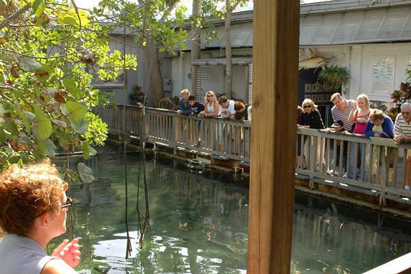 Key West Aquarium Image 4