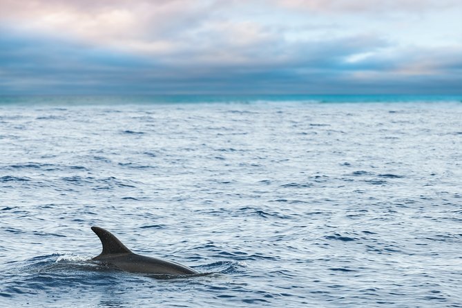 Key West Dolphin Watch & Snorkel Image 1