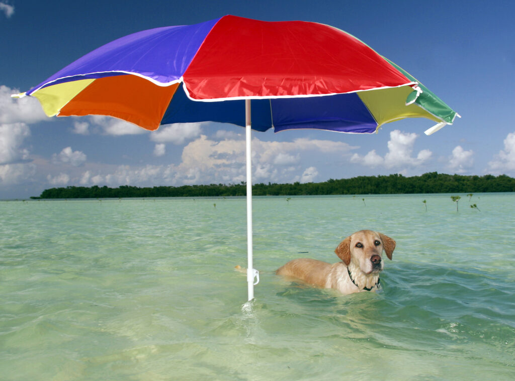 dog beach umbrella
