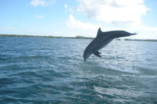 Dolphins in Key West